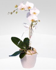 1 dallı orkide saksı çiçeği  Adana online çiçekçi , çiçek siparişi 