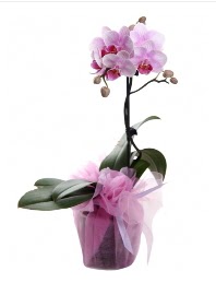 1 dal pembe orkide saksı çiçeği  Adana kaliteli taze ve ucuz çiçekler 