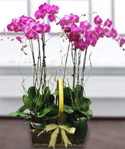 4 dallı mor orkide  Adana güvenli kaliteli hızlı çiçek 
