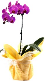  Adana çiçek siparişi sitesi  Tek dal mor orkide saksı çiçeği