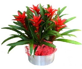 5 adet guzmanya saksı çiçeği  Adana çiçek gönderme sitemiz güvenlidir 
