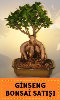 Ginseng bonsai satışı japon ağacı  Adana cicek , cicekci 