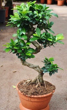Orta boy bonsai saksı bitkisi  Adana internetten çiçek siparişi 