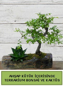 Ahşap kütük bonsai kaktüs teraryum  Adana internetten çiçek siparişi 