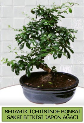 Seramik vazoda bonsai japon ağacı bitkisi  Adana çiçek siparişi sitesi 
