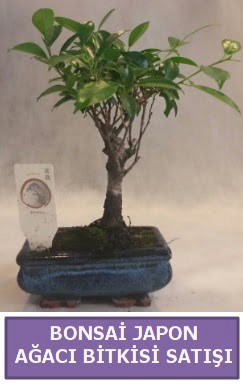 İthal Bonsai japon ağacı bitkisi satışı  Adana İnternetten çiçek siparişi 