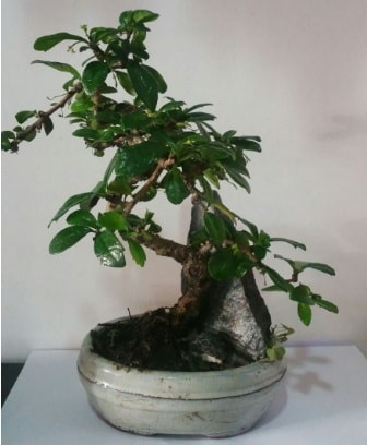 S şeklinde ithal bonsai ağacı  Adana çiçek yolla 