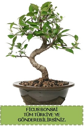 Ficus bonsai  Adana çiçek gönderme sitemiz güvenlidir 