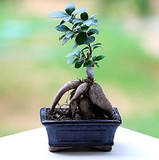 Marvellous Ficus Microcarpa ginseng bonsai  Adana çiçek siparişi vermek 