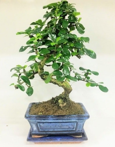 S Bonsai japon ağacı bitkisi  Adana uluslararası çiçek gönderme 