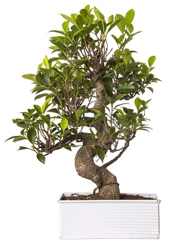 Exotic Green S Gövde 6 Year Ficus Bonsai  Adana çiçek gönderme sitemiz güvenlidir 